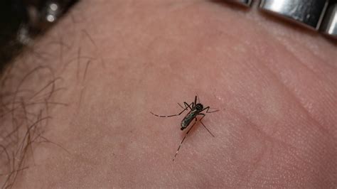 coryn fill stat|What to Know About E.E.E., a Rare Mosquito.